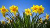 ¿Cuándo comienza la primavera? Te explicamos
