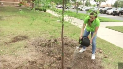 Esto debes hacer para sembrar un árbol de forma correcta