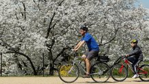 WASHINGTON - APRIL 01:  Visitors ride bicycles as they enjoy cherry trees in  full bloom near the Washington Monument April 1, 2010 in Washington, DC. The National Cherry Blossom Festival, a celebration to mark the annual blooming of the gifts from Japan 98 years ago, will run through April 11.  (Photo by Alex Wong/Getty Images)