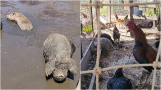 Al llegar, los oficiales entraron a la propiedad y presuntamente vieron a decenas de animales en un grave estado de abandono.